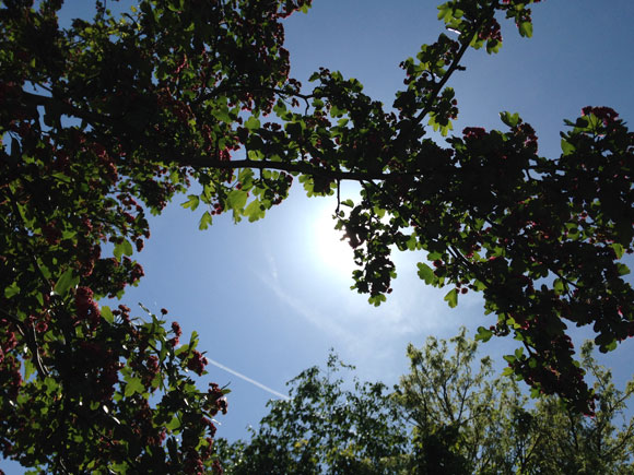 Dagboek: Zomer!