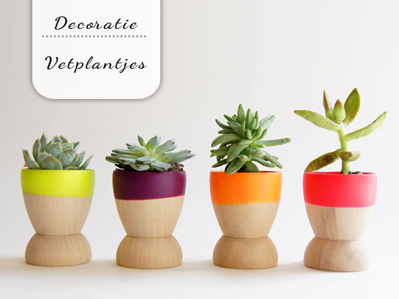 Decoreren met mini vetplantjes