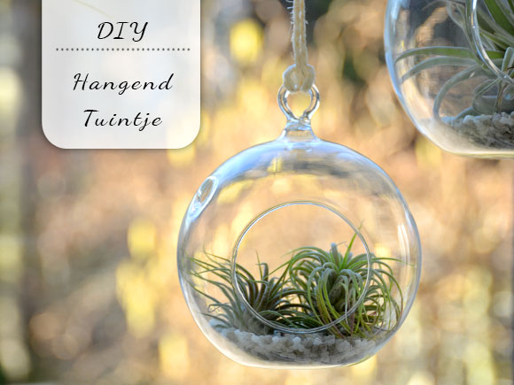 DIY: Hangend tuintje met luchtplantjes