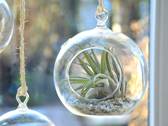 DIY: Hangend tuintje met luchtplantjes