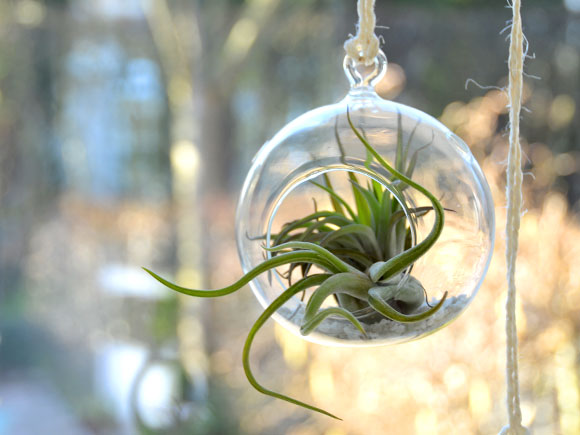 DIY: Hangend tuintje met luchtplantjes