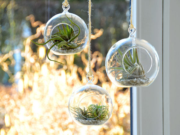 DIY: Hangend tuintje met luchtplantjes