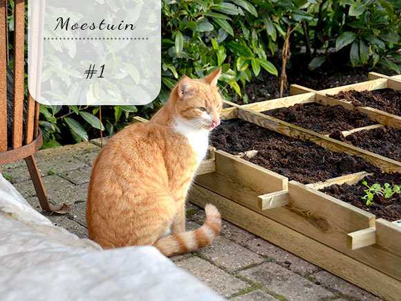 Mijn moestuin voor beginners #1