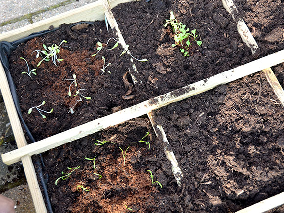 Mijn moestuin voor beginners #1