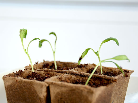 Mijn moestuin voor beginners #2: Zaaikalender