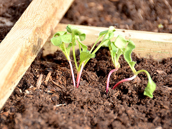 Mijn moestuin voor beginners #2: Zaaikalender