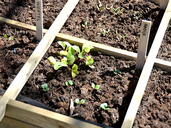 Mijn moestuin voor beginners #3: Naambordjes