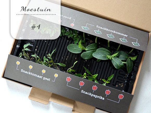 Mijn moestuin voor beginners #4: Sprout of the Box