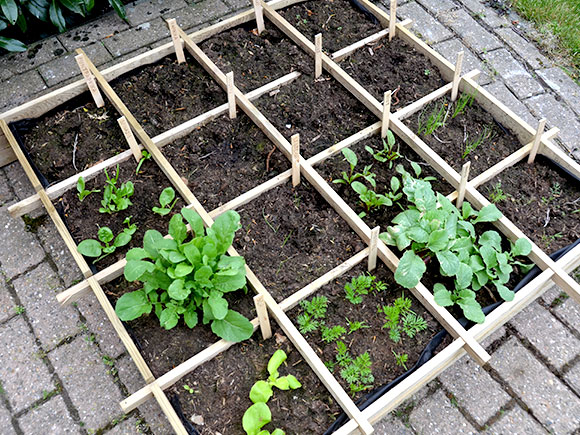 Mijn moestuin voor beginners #5: Eerste oogst