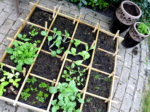 Mijn moestuin voor beginners #5: Eerste oogst