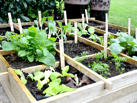 Mijn moestuin voor beginners #5: Eerste oogst