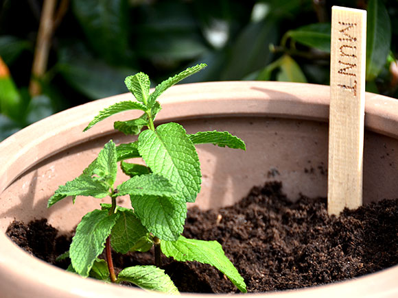 Mijn moestuin voor beginners #6: Snelle munt