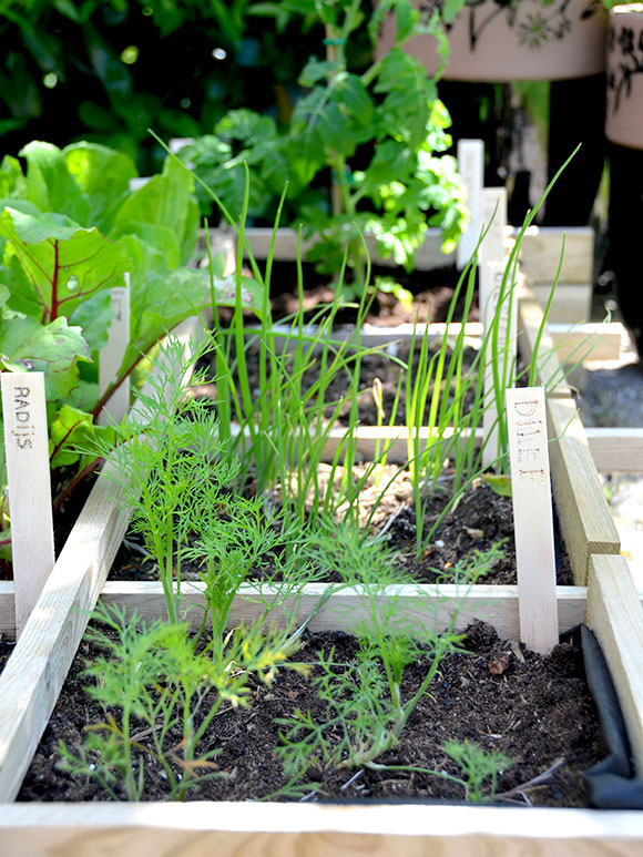 Mijn moestuin voor beginners #7: Naar buiten