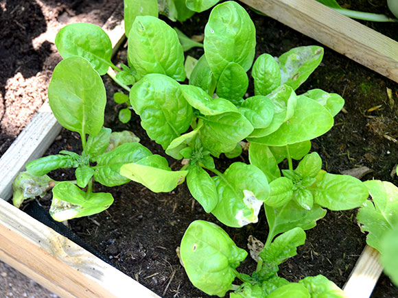 Mijn moestuin voor beginners #7: Naar buiten