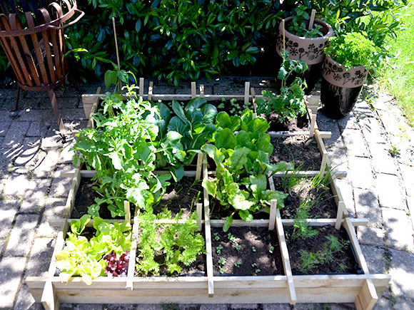 Mijn moestuin voor beginners #7: Naar buiten