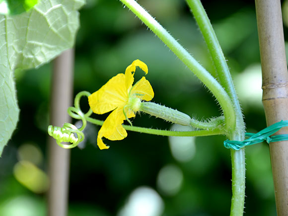 Mijn moestuin voor beginners #7: Naar buiten