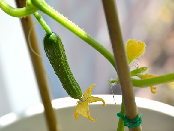 Mijn moestuin voor beginners #7: Naar buiten