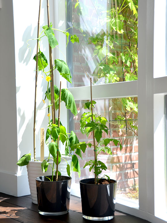 Mijn moestuin voor beginners #7: Naar buiten