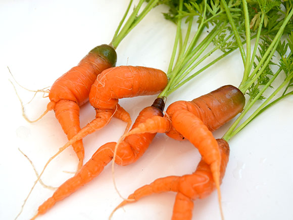 Mijn moestuin voor beginners #8: oogsten en zaaien