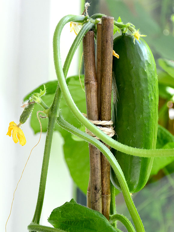 Mijn moestuin voor beginners #8: oogsten en zaaien