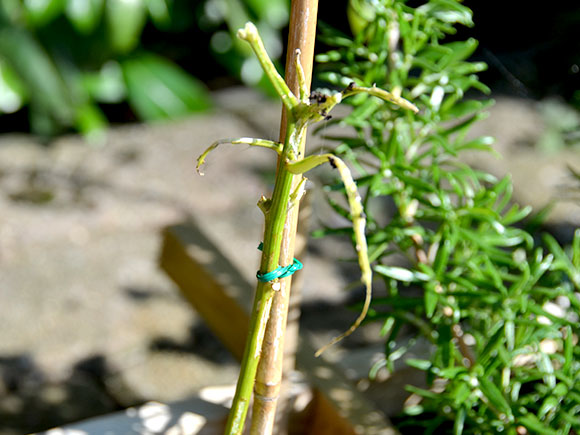 Mijn moestuin voor beginners #9: Slakken probleem