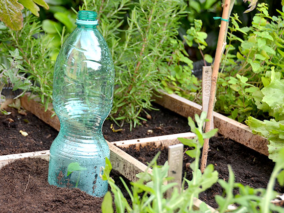 Mijn moestuin voor beginners #9: Slakken probleem