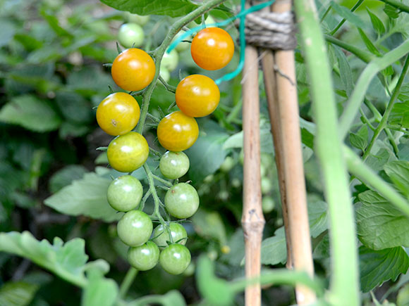 Mijn moestuin voor beginners #9: Slakken probleem