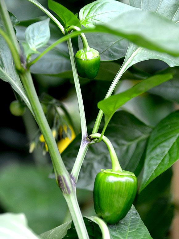 Mijn moestuin voor beginners #9: Slakken probleem