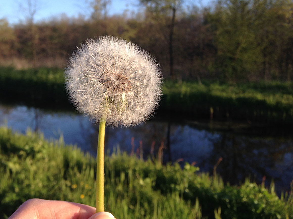 Dagboek: Zomer