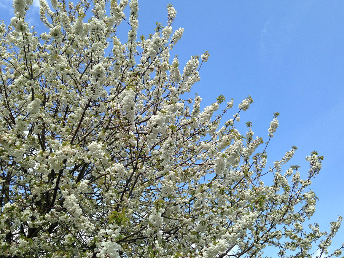 Dagboek: Zomer