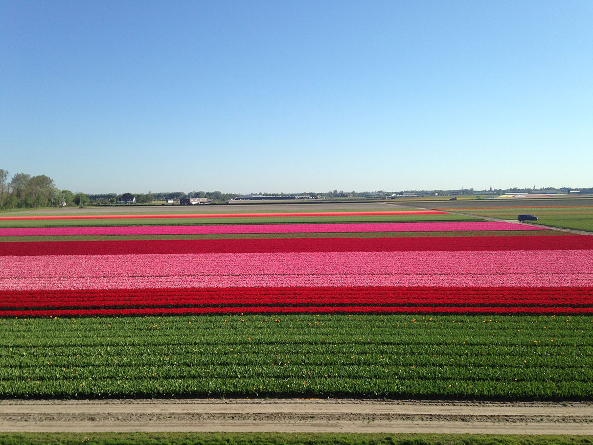 Dagboek: Keukenhof