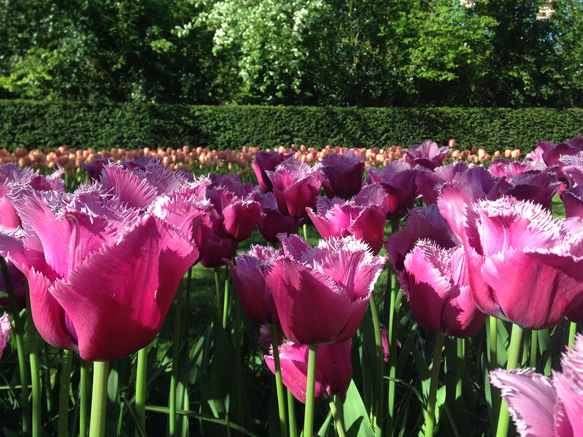 Dagboek: Keukenhof