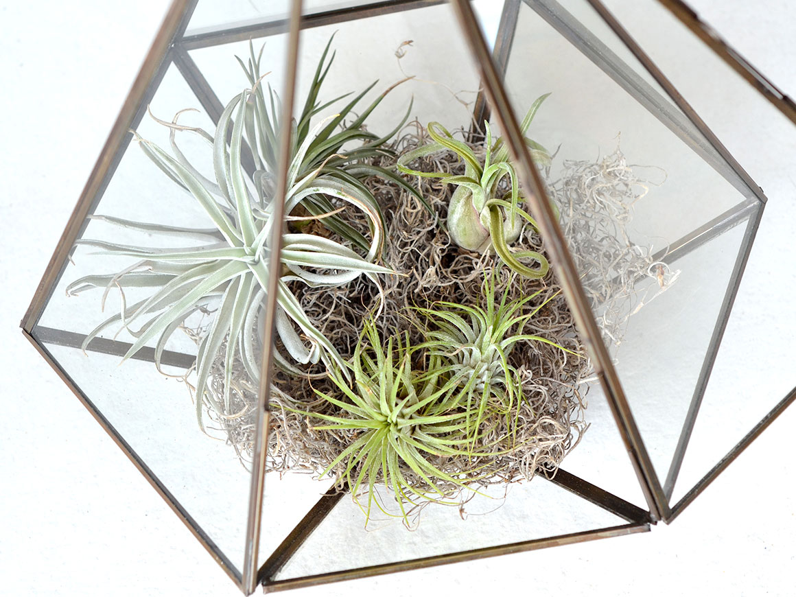 DIY: Terrarium met luchtplantjes