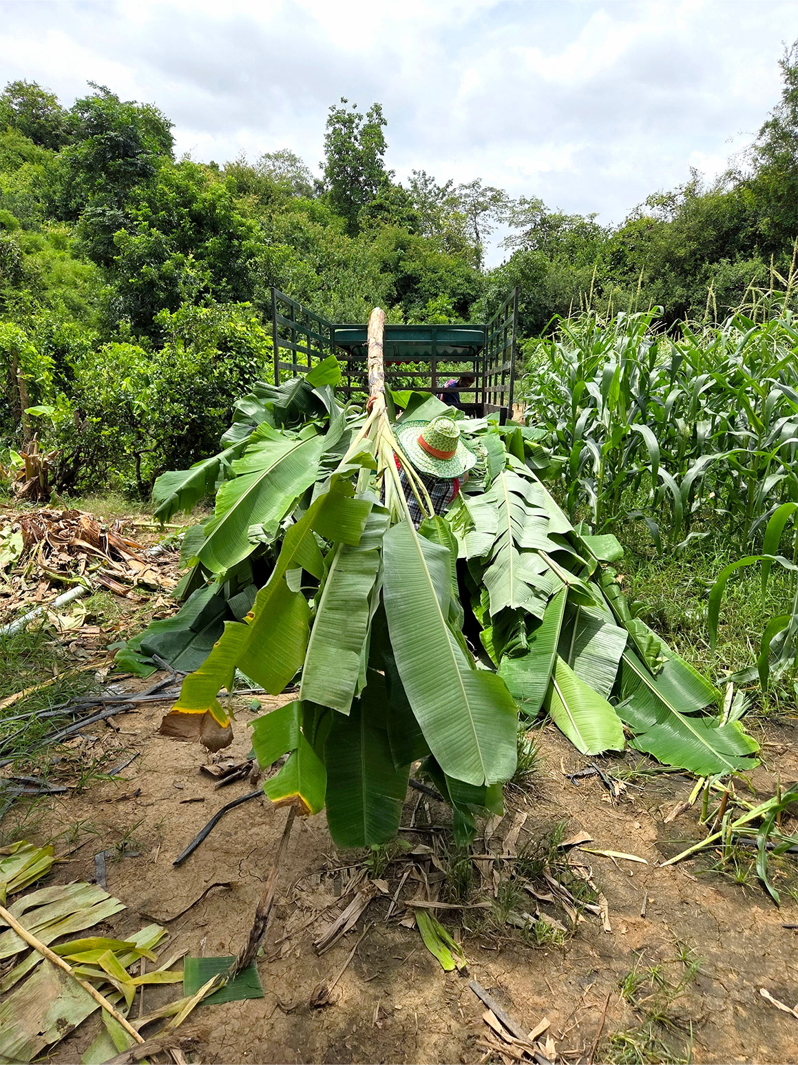 Onze vakantie naar Thailand met kinderen